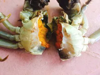 家常菜+红烧大闸蟹,对半切开