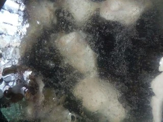 酸香风味鱼头锅,汤锅中加高汤、木耳和鱼骨熬制。