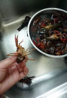火爆流行街头的龙虾盖浇饭 ,尾部分三片,捏住中间的一片,往左往右各轻轻掰一下,感觉掰断了,然后虾肠就能轻松拽出来了。