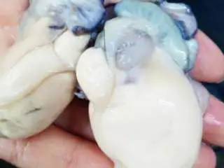 潮汕小吃蚝烙,生蚝洗净