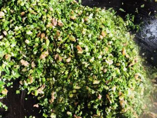 客家小吃:蒜苗粿(葫粄)➕菜头粄,开大火,加入蒜叶快速翻炒至蒜叶变色。这个就是要炒青,一旦蒜苗变黄色就不好吃。