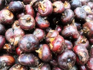 马蹄银耳红枣汤,清洗马蹄。