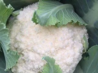 蚂蚁肉沫焗香辣花菜,先小得意一下主要食材花菜可是自家栽的绿色健康蔬菜，一共栽了三颗属这颗长得最好，白白嫩嫩不舍得吃啦