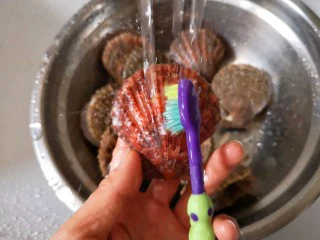 蒜蓉粉丝蒸扇贝,扇贝用刷子刷净。