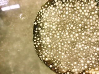 西米的完美煮法,焖10分钟后的状态