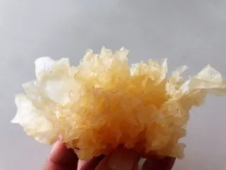 马蹄银耳红枣汤,银耳提前用凉水泡发后清洗杂质,用手撕成小朵。