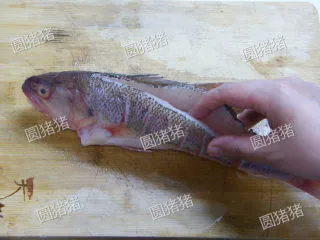 老干妈豆豉蒸鱼——懒人也能出好菜,用利刀沿鱼背部割开一条深口子，以便蒸熟，并在鱼身上打上花刀以便入味。