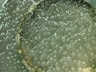 西米的完美煮法,小白点完全不见了