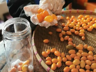 咸金桔【腌制方法】,把桔子铺满罐底,撒一层盐,铺一层桔子,再撒一层盐,塞满罐 子,盖上盖子密封好。(注意:放金桔的手一定要干爽,最好带手套)