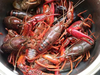 别为风情的龙虾,龙虾一定要去虾线。还有刷肚皮 我第一次做这种活的东西 真的很害怕。为了吃也是拼了，