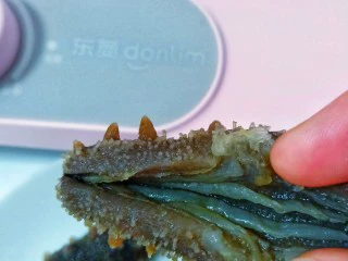 家常快手菜【凉拌海参】,即食海参一般内脏都是处理好的，只需要用水清洗干净即可。