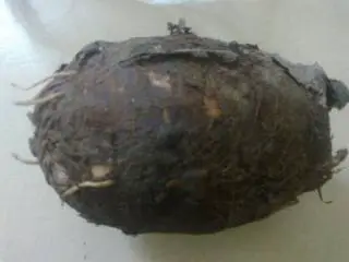 广西桂林恭城特色小吃-柚子叶粑,芋头一个