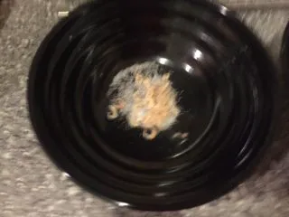 乡味~重庆小吃红油抄手,取一个大碗放入虾皮,