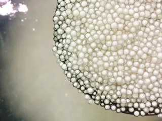 西米的完美煮法,煮了5分钟的状态