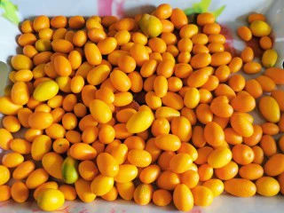 咸金桔【腌制方法】,捞起来冲洗一遍,沥干水份。