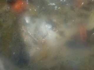 酸香风味鱼头锅,放入鱼头和萝卜片熬汤。