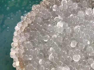 西米的完美煮法,如果还有小白点,可以继续重复:煮—焖的过程。