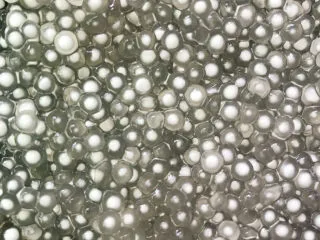 西米的完美煮法,已经是半透明了