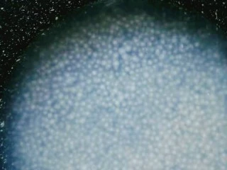 手煮奶茶西米露,煮到西米体积膨胀白心变小。这时候也要不停的搅动。