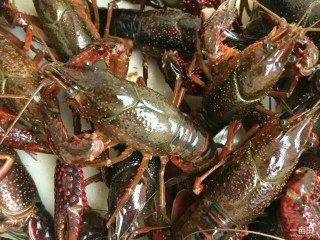 美味宵夜小龙虾,给小龙虾洗刷刷