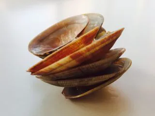 宵夜嗨起来—自制美味花甲粉,活捉一只强迫症，非要把吃好的贝壳一个个叠起来放🌚