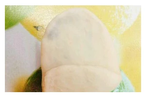 椰蓉叶子面包，天然营养的健康之选（以叶子为面包，让健康食品更可口可乐，椰蓉味道细腻香浓）