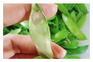 营养美味瘦肉番茄豆腐汤（健康低脂美食，轻松瘦身瘦肉豆腐汤的制作方法）