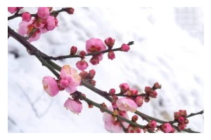 雪中红梅的制作方法（教您如何制作一盆美丽的雪中红梅）