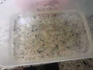 宝宝无糖奶酪棒,吉利丁片出去凉水泡软，我加了点冰块给水降温。