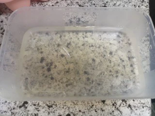 宝宝无糖奶酪棒,吉利丁片泡软待用，注意不要让它们黏在一起