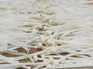 烤箱版【金针菇蒜香烤花蛤】,取一个不粘烤盘、金针菇撕成一丝丝地铺上。