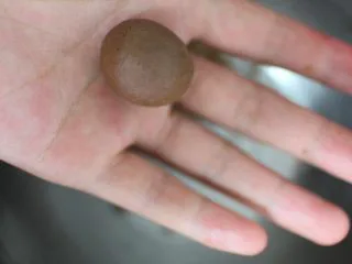 巧克力豆玛格丽特饼干,取一个8克左右重量的小面团,搓成一个小圆球!