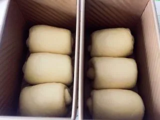 烫种牛奶吐司,全部放进吐司盒，收口的地方朝下。