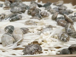 烤箱版【金针菇蒜香烤花蛤】,浸泡好的花蛤多洗几遍,沥一下水分,码在金针菇上。