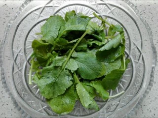 清爽樱桃萝卜,洗净的萝卜樱子铺在容器最底层,