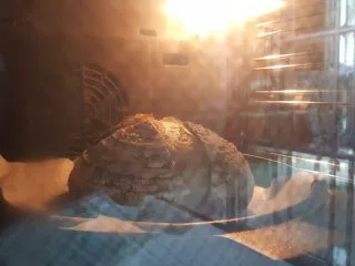 天然酵种割口欧包,放入预热好的烤箱中,用任何可以想到的办法制造蒸汽,220度中下层烤35分钟