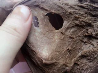 可可麻薯软欧包,揉到抻开面团有破洞的薄膜 (揉面大约10-15分钟)