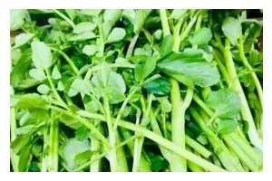 猪肺西洋菜汤的做法（一道营养丰富的家常菜）