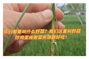 自制爽口野蒜凉拌的做法（新鲜、健康、美味，教你轻松制作）