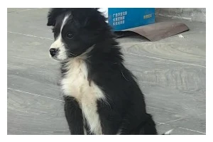 揭秘乌云托月的实现原理（如何利用乌云托月实现月球探测）