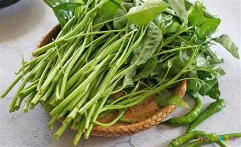 青菜的做法大全有哪些