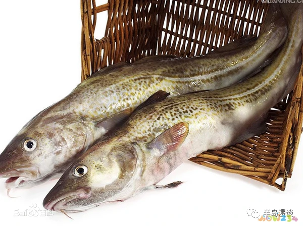 家常清蒸鸦片鱼的做法_清蒸鸦片鱼图片无水印_清蒸鸦片鱼步骤