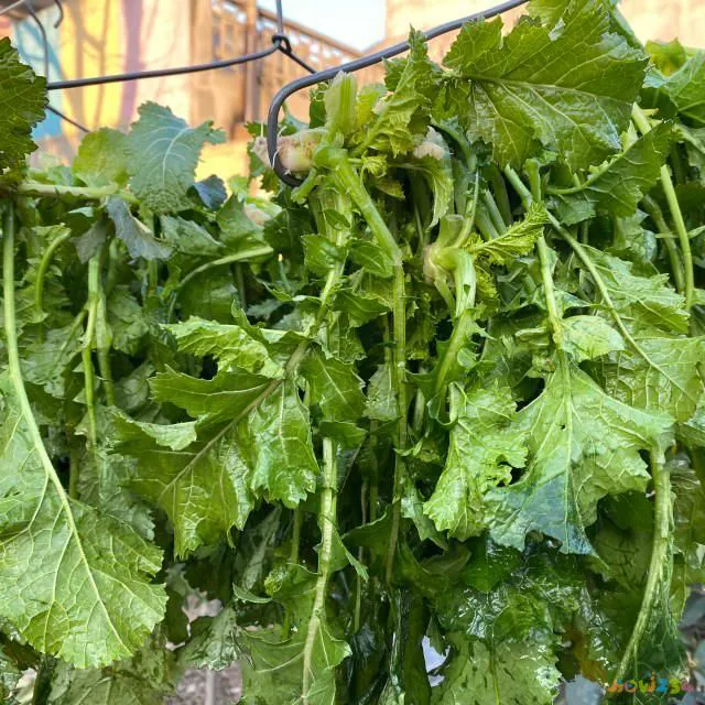 家常炖海杂鱼_炖海杂鱼放什么菜_炖海杂鱼的家常做法大全家常