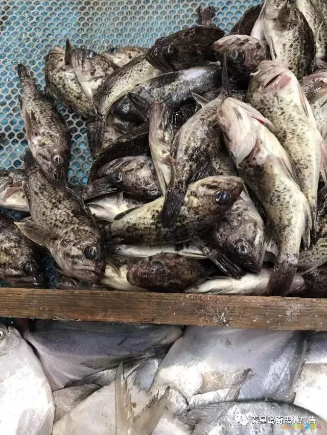 家常炖海杂鱼_炖海杂鱼的家常做法大全家常_炖海杂鱼放什么菜