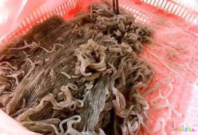 干海螺肉的家常做法_干海螺肉片_海螺干肉的做法大全