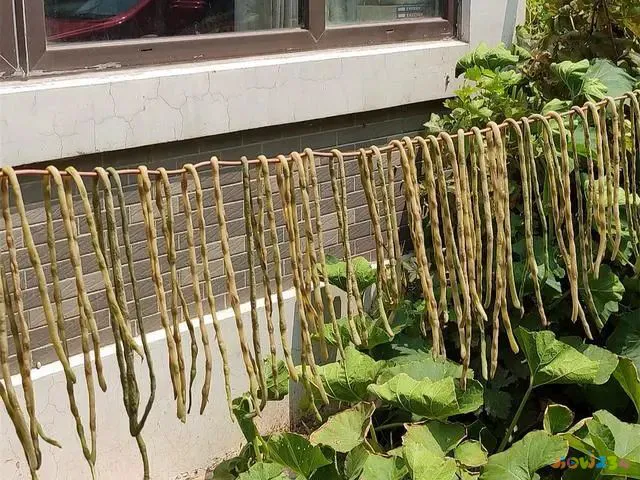 家常豆角炖肉做法视频_炖肉的家常做法_酸菜炖肉的家常做法