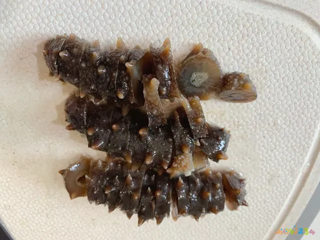 葱烧海参的家常做法_葱烧海参的家常做法 大全_家常葱烧海参