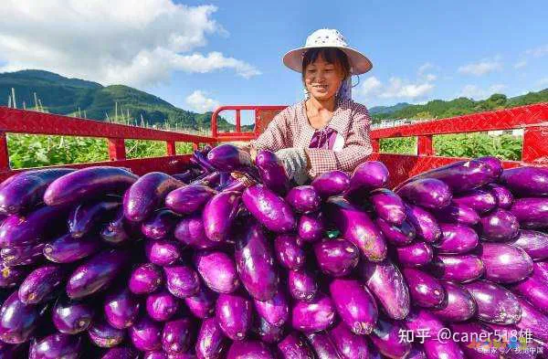 红烧茄子茄子做法大全家常_酱爆茄子的家常做法_川味酱爆茄子做法大全