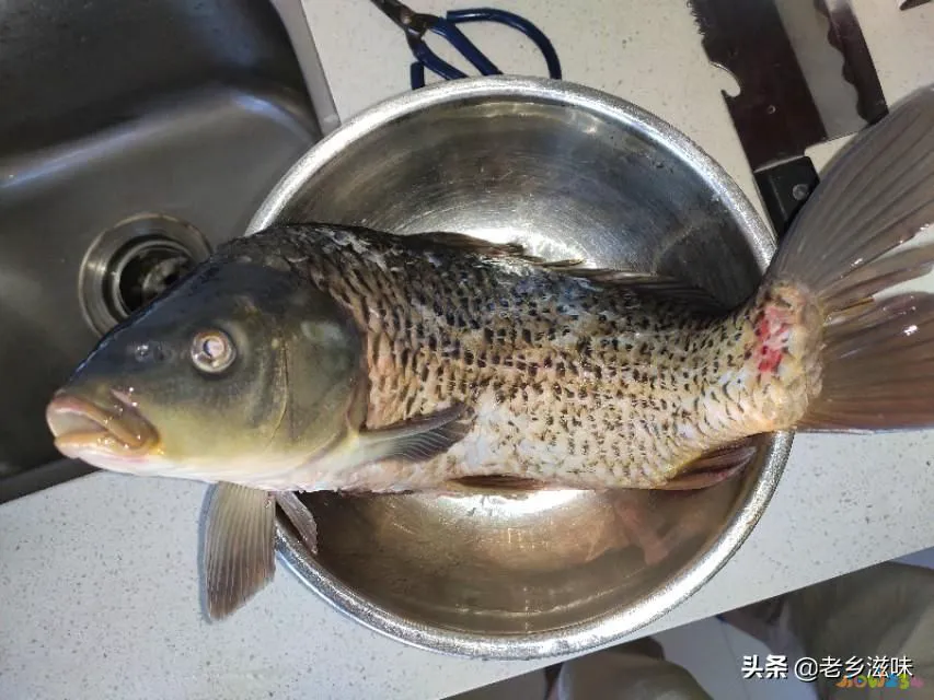 鳞炸鲫鱼做法大全家常_三道鳞鱼的家常做法_炖三道鳞的家常做法图