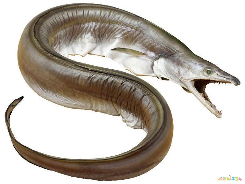 舟山本地菜谱_舟山家常菜谱_家常健康菜谱1388例